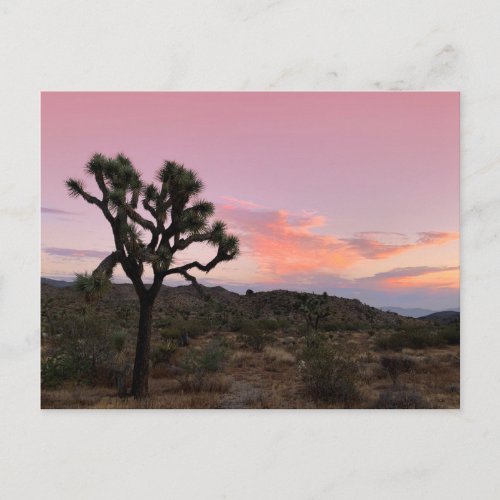 Joshua Tree California Sunset Postcard