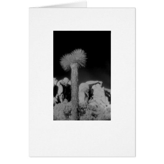 "Joshua Tree" Cards (Front)