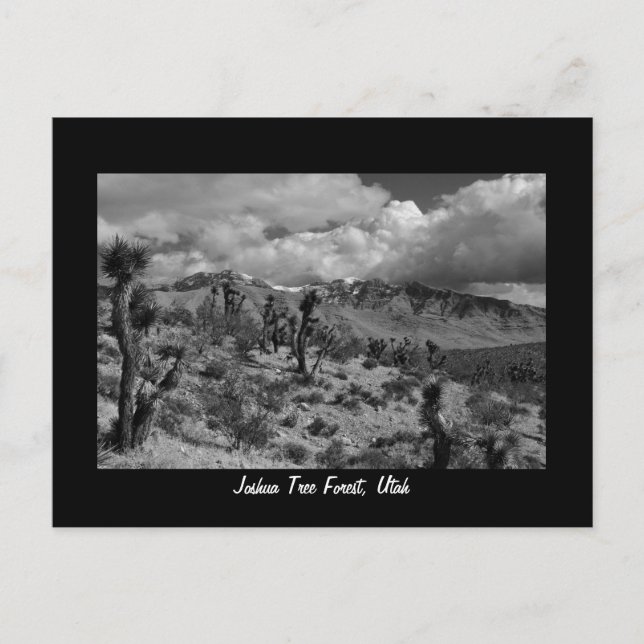 Joshua Tree Forest, Utah Postcard (Front)