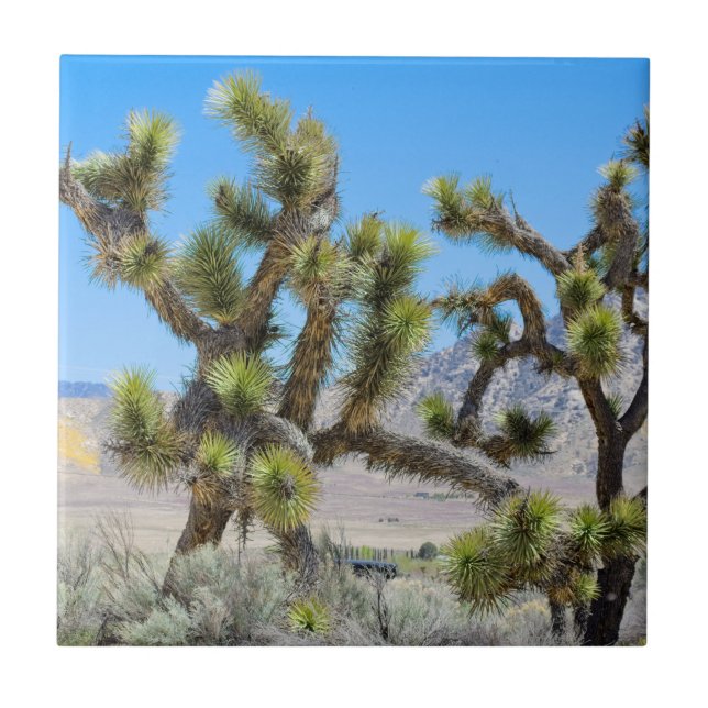 Joshua Tree in California     Ceramic Tile (Front)