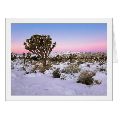 Joshua Tree In Snow