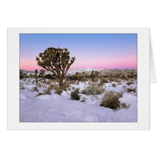 Joshua Tree In Snow