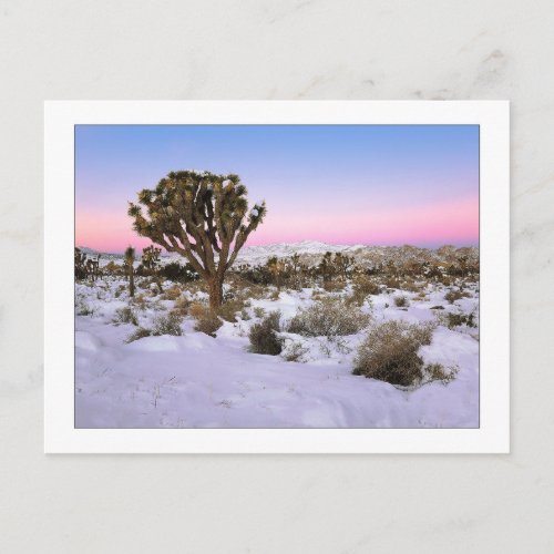 Joshua Tree In Snow Postcard