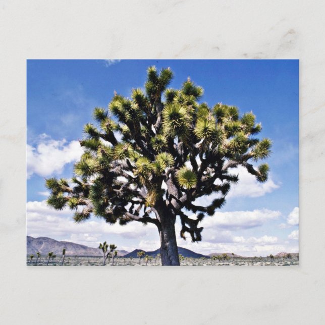 Joshua Tree - Joshua Tree National Park Postcard (Front)