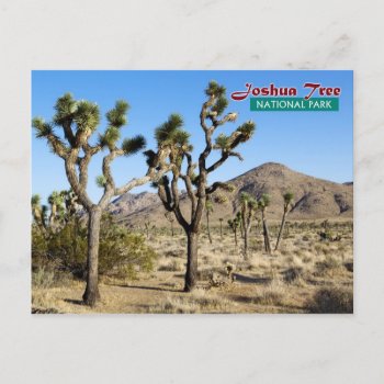 Joshua Tree National Park  California Postcard by HTMimages at Zazzle