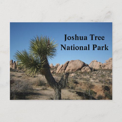 Joshua Tree National Park California Travel USA Postcard