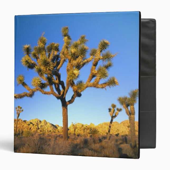 Joshua Tree National Park, California. USA. 3 Ring Binder (Front/Inside)