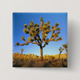 Joshua Tree National Park, California. USA. Button