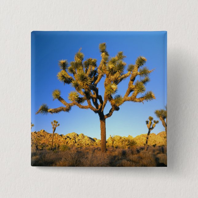 Joshua Tree National Park, California. USA. Button (Front)