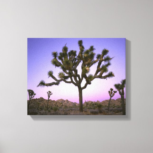 JOSHUA TREE NATIONAL PARK, CALIFORNIA. USA. CANVAS PRINT (Front)