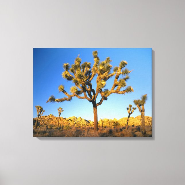 Joshua Tree National Park, California. USA. Canvas Print (Front)