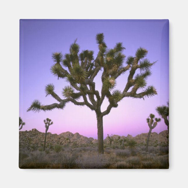 JOSHUA TREE NATIONAL PARK, CALIFORNIA. USA. MAGNET (Front)