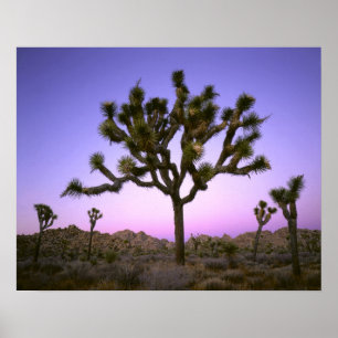 JOSHUA TREE NATIONAL PARK, CALIFORNIA. USA. POSTER