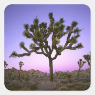 JOSHUA TREE NATIONAL PARK, CALIFORNIA. USA. SQUARE STICKER