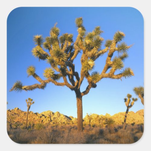 Joshua Tree National Park California USA Square Sticker