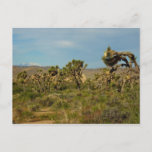 Joshua Tree National Park Desert Landscape Postcard
