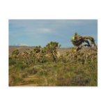 Joshua Tree National Park Desert Landscape Postcard