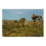 Joshua Tree National Park Desert Landscape Poster