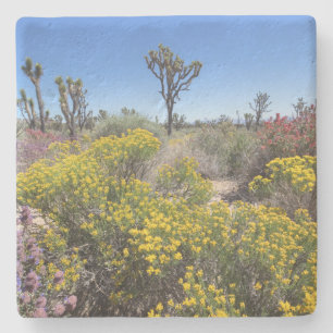 Joshua Tree National Park In Bloom Stone Coaster