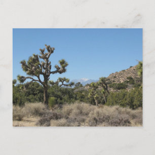 Joshua Tree National Park Postcard