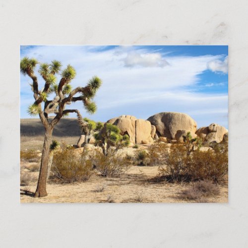 Joshua Tree National Park Postcard