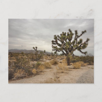 Joshua Tree National Park postcard