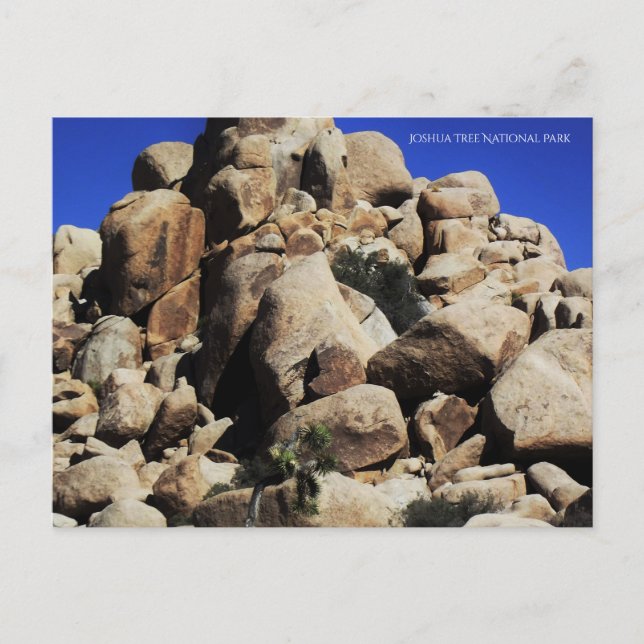 Joshua Tree National Park Postcard (Front)