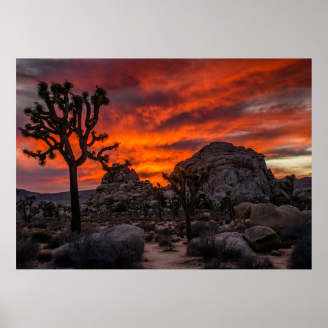 Joshua Tree National Park Red Sunset Poster (Front)