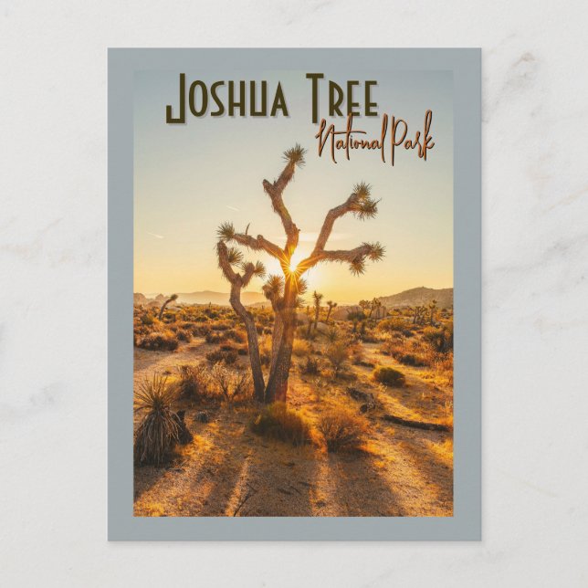 Joshua Tree National Park Souvenir Gift Postcard (Front)