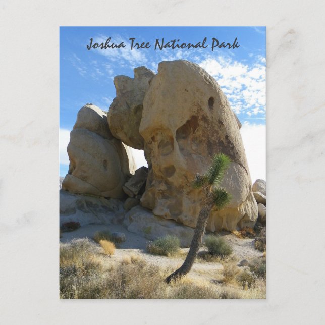 Joshua Tree Park Postcard! Postcard (Front)