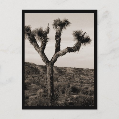 Joshua Tree Postcard