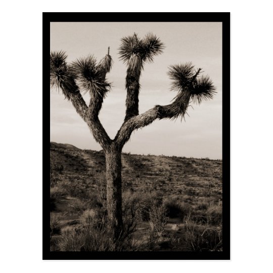 Joshua Tree Postcard | Zazzle.com