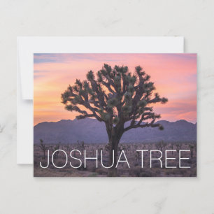 Joshua Tree Postcard