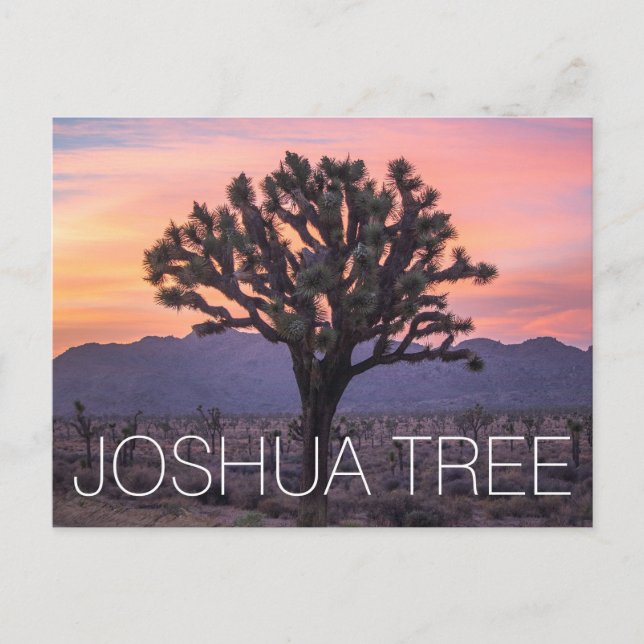Joshua Tree Postcard (Front)