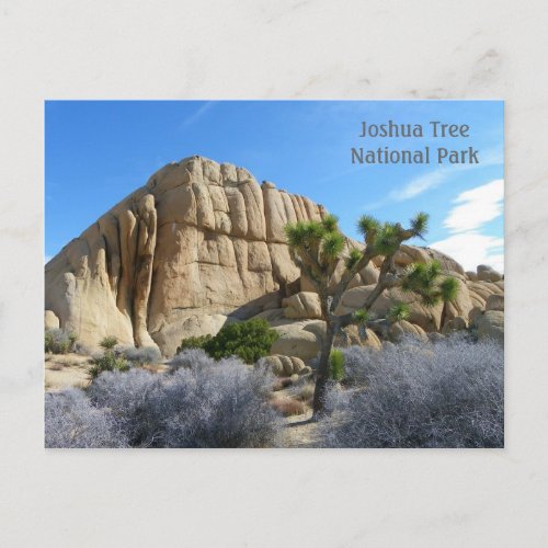 Joshua Tree Postcard Postcard