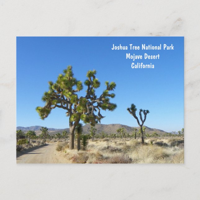 Joshua Tree Postcard! Postcard (Front)