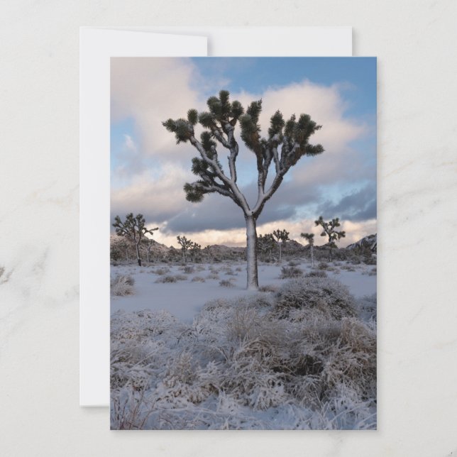 Joshua Tree Snowy Morning #2 Save The Date (Front)