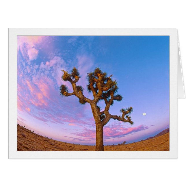 "Joshua Tree Swirl" Cards (Front Horizontal)