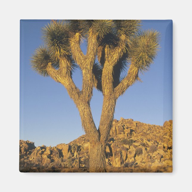 Joshua Tree, Yucca brevifolia), and granite Magnet (Front)