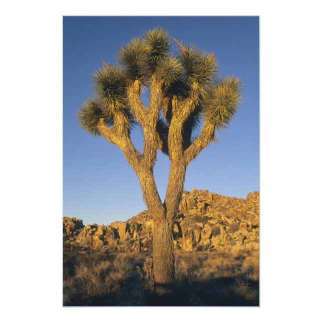 Joshua Tree, Yucca brevifolia), and granite Photo Print (Front)