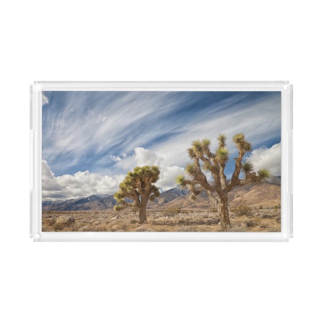 Joshua Trees in Desert Acrylic Tray (Front)