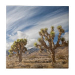 Joshua Trees in Desert Ceramic Tile<br><div class="desc">Two Joshua Trees in desert,  with clouds</div>