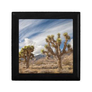 Joshua Trees in Desert Gift Box