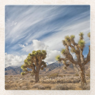 Joshua Trees in Desert Glass Coaster