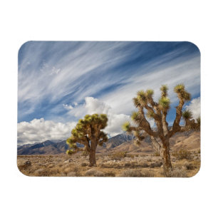 Joshua Trees in Desert Magnet