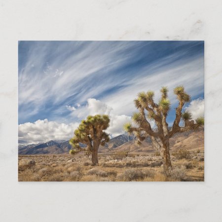 Joshua Trees In Desert Postcard