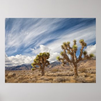 Joshua Trees In Desert Poster by usdeserts at Zazzle