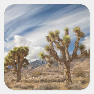 Joshua Trees in Desert Square Sticker