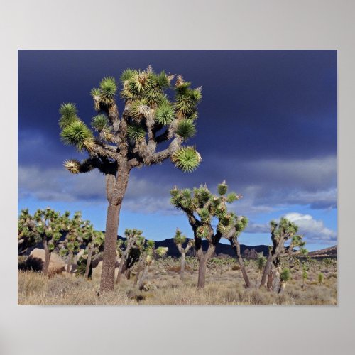 Joshua trees Joshua Tree National Park Poster