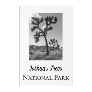 Joshua Trees National Park Acrylic Print